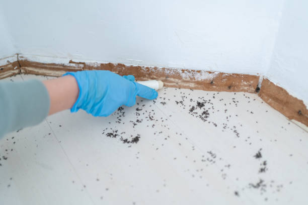 Best Pest Prevention Services  in Darien Downtown, CT